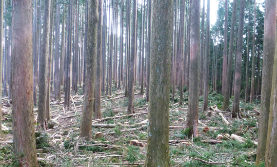 森林環境保全直接支援事業